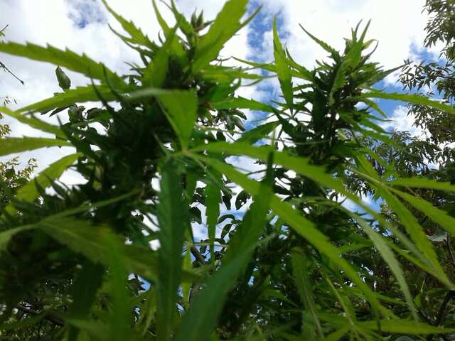 auto ak-47 reg. errors seeds 160 days