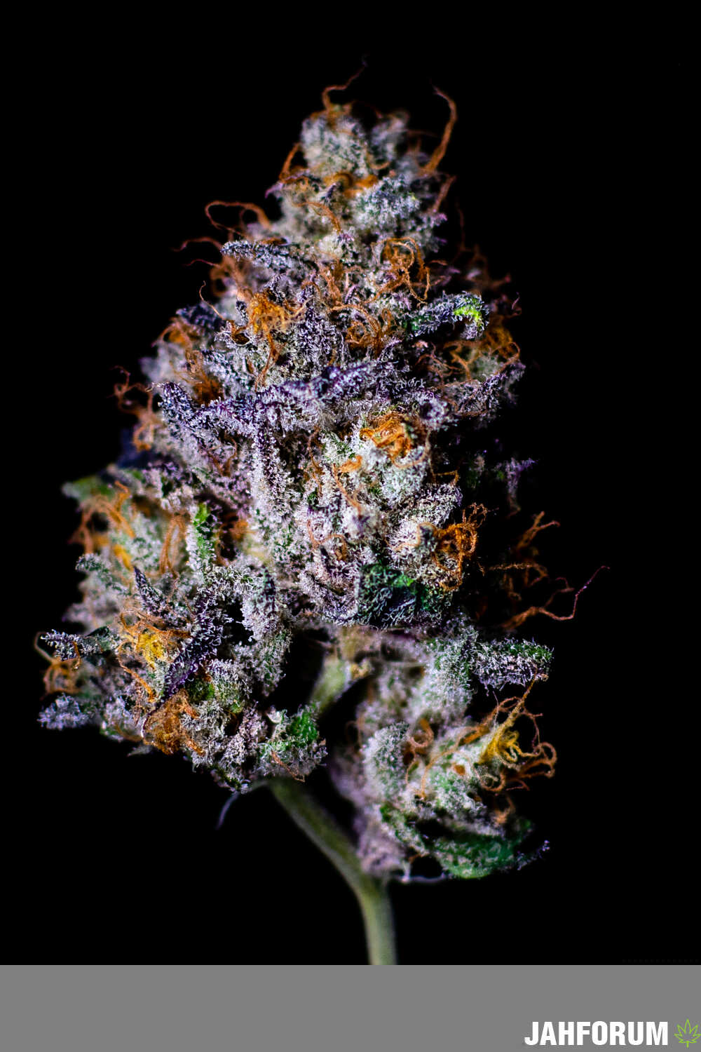 pink snowman  compound genetics