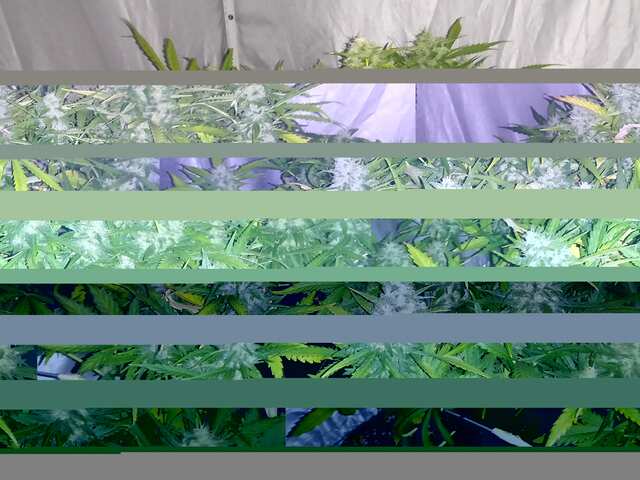 WEEK-8,ROYAL.FAST BUDS.