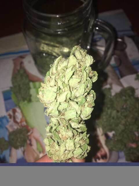 Critical kush