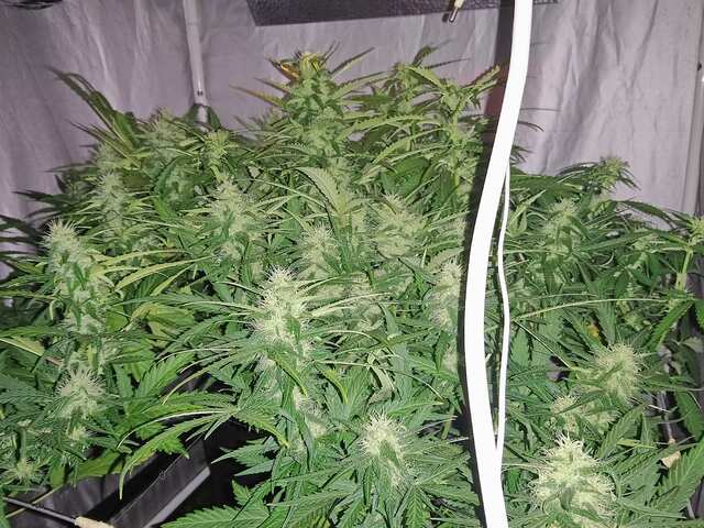 ROYAL.FAST.-44 DAY (3)