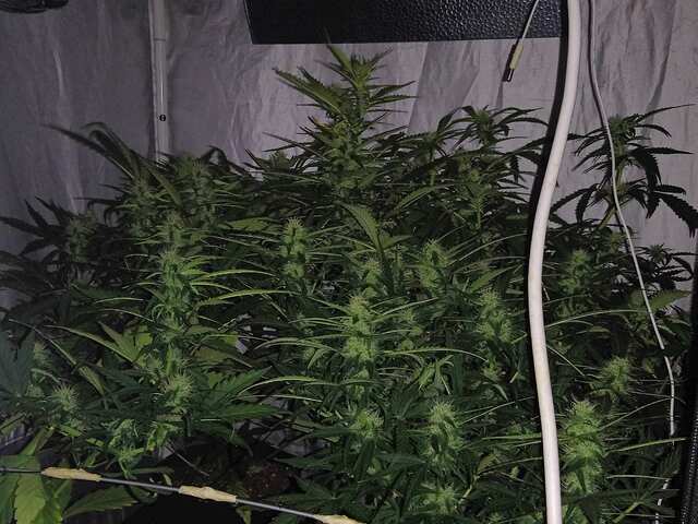 DAY 40.2 ROYAL.2 FASTA