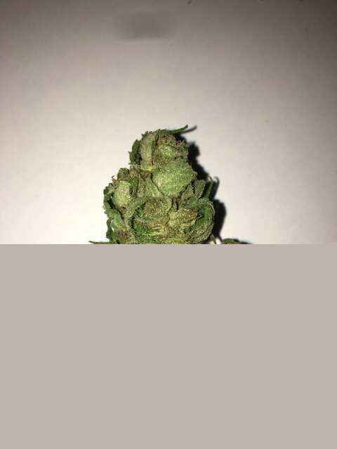 Critical Kush from Barny farm’s))