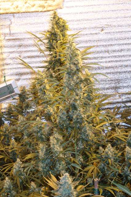 Toxic Poison auto fem Kriss 60 от каски