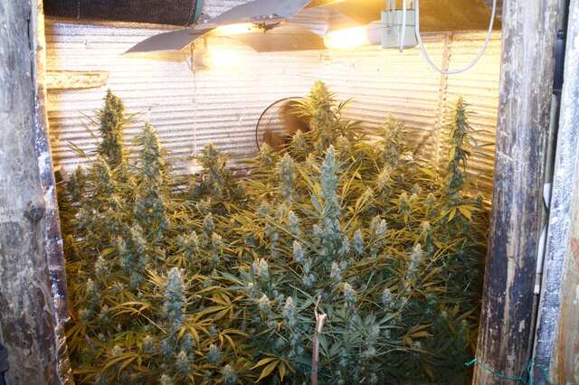 Jago 4 auto fem VS Kriss 4 auto fem и 1 от Errors Seeds 60 от каски