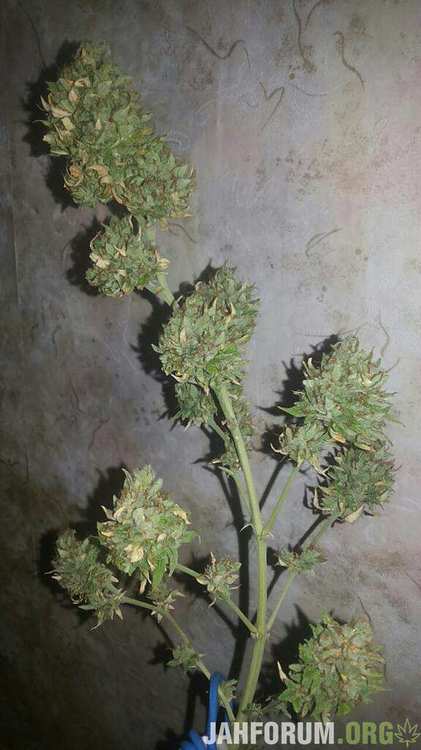 еарли афган генетик~01.jpeg