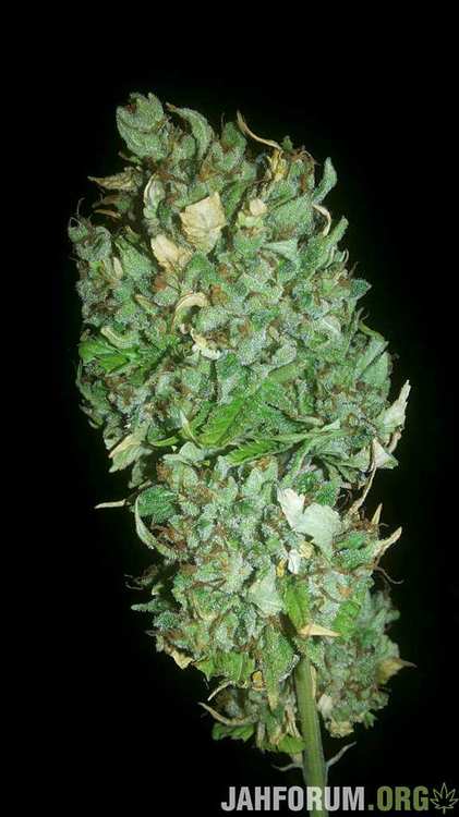 еарли афган кандагар.jpeg