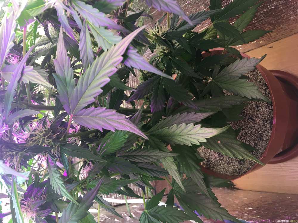 IMG_4676.thumb.JPG.e49ea9b8a56fb0fa8b364bda1c146113.JPG