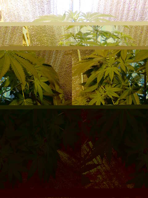 Blue Monkey Exotic Seeds   (50 дн)