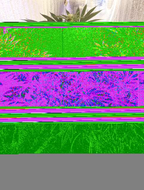 Pineapple ( Blk. 69 дн)