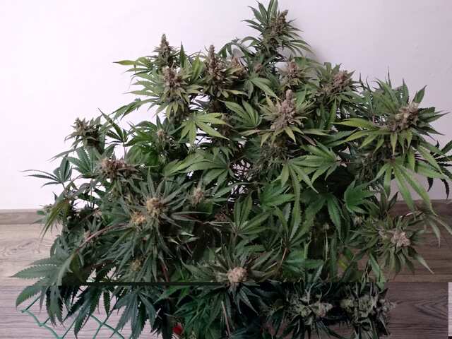 Jack_Herer_20181011.jpg