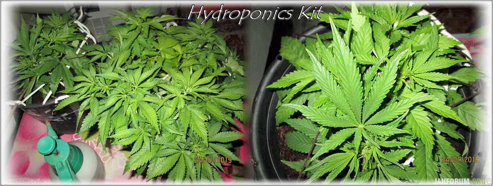 Hydroponics Kit.JPG