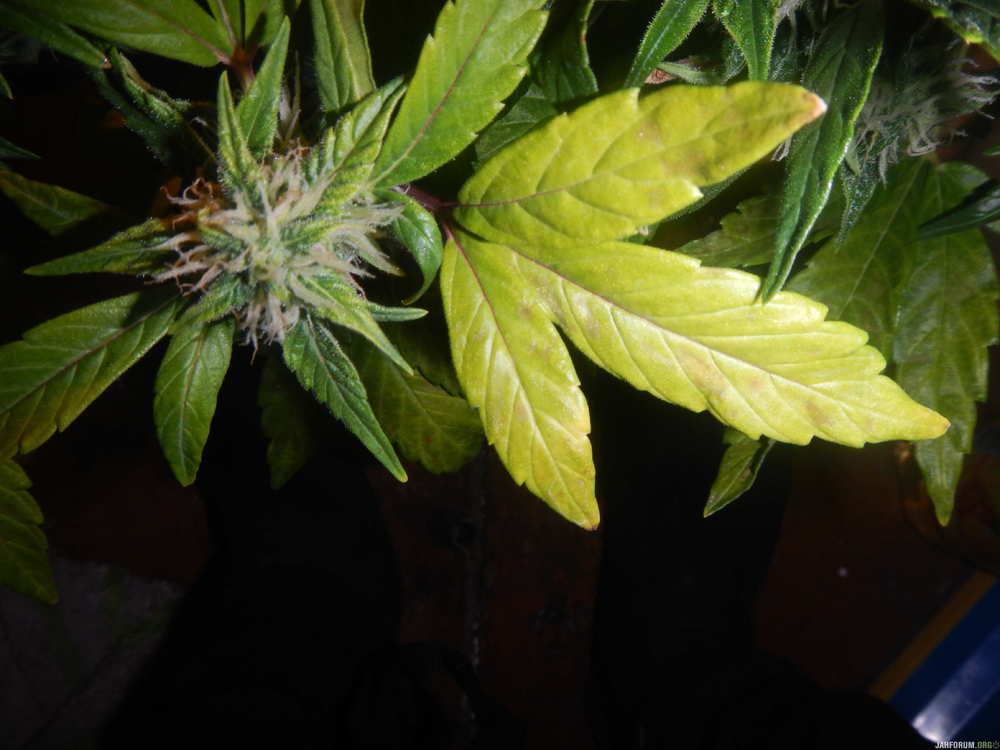DSCN6945.JPG