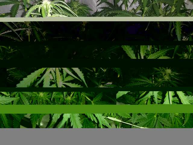 MESAC.DAY-30.OT KASKI,ROYAL QUEEN,FAST BUDS..JPG