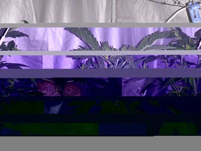DAY 20.OT VSHODA.FAST BUDS,ROYAL QUEEN.