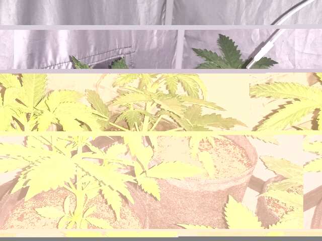 FAST BUDS DAY 17-TOPPING.2 KUSTA