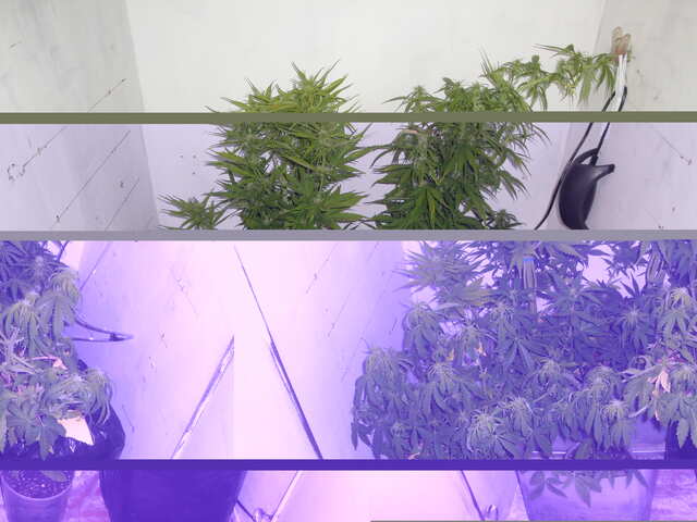 Auto White Tisa, Auto Black Chere, Auto Blueberry