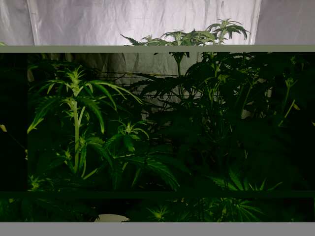 DAY-26.OT KASKI.,FAST BUDS ROYAL QUEEN