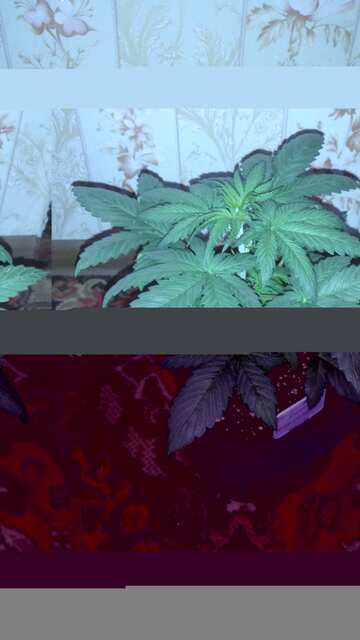 Sugar Black Rose foto fem Big Monkey seeds