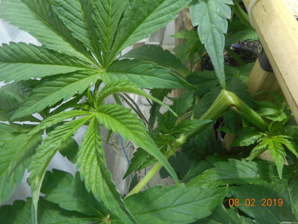 1265993912_talib08_02.192001.thumb.JPG.304275abf1aadd88b27c4e8aac8c4a5a.JPG