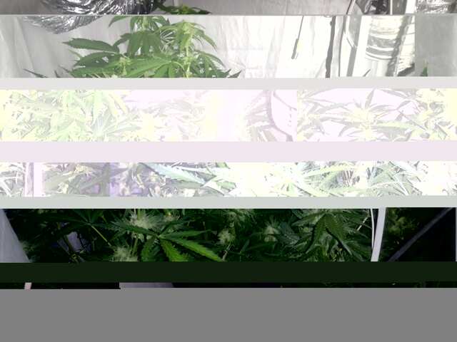 DAY-40,OT VSXODA.FAST BUDS..ROJAL QUEEN.+UDOBRA MAMMOTH P. (8).JPG