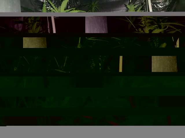 DAY-40,OT VSXODA.FAST BUDS..ROJAL QUEEN.+UDOBRA MAMMOTH P. (5).JPG