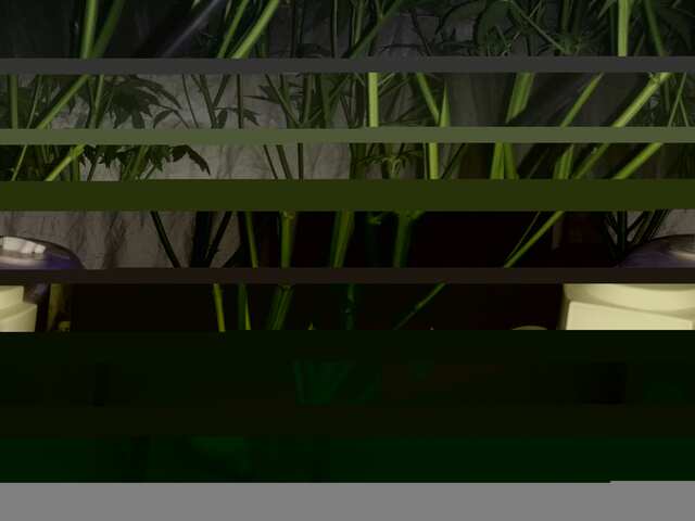 DAY-40,OT VSXODA.FAST BUDS..ROJAL QUEEN.+UDOBRA MAMMOTH P..JPG
