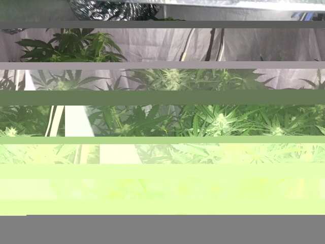 DAY-40,OT VSXODA.FAST BUDS..ROJAL QUEEN.+UDOBRA MAMMOTH P. (7).JPG