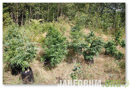 plantation-of-cannabis-плантация-конопли.jpg