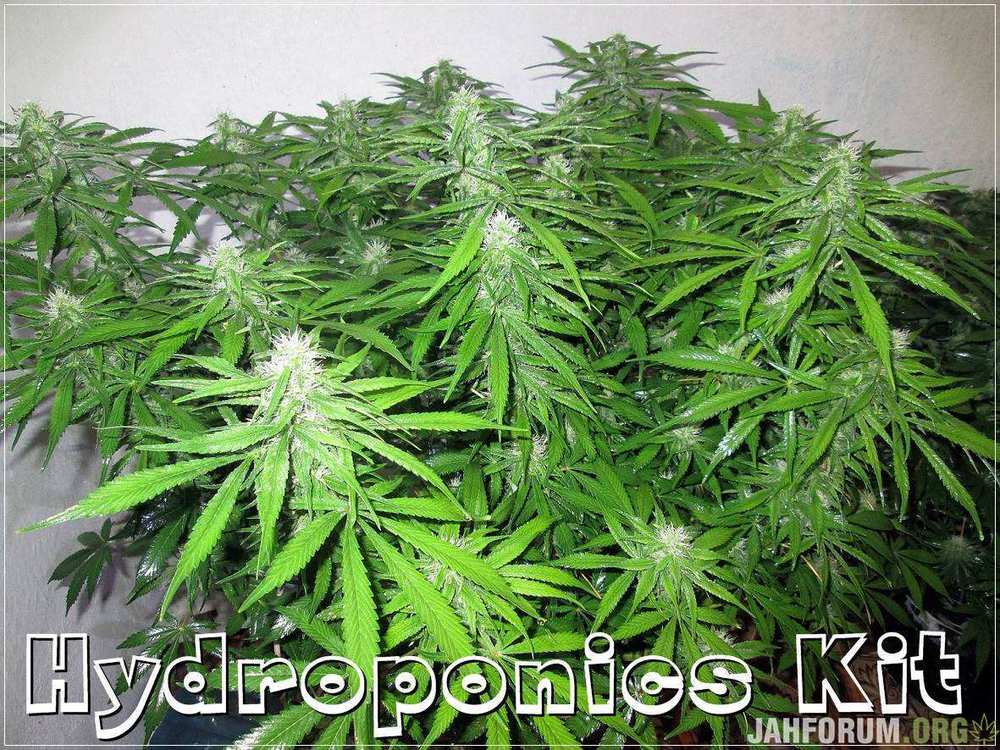 Hydroponics Kit.JPG