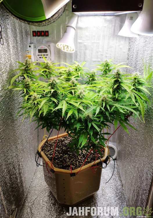 19.47xpomocoma-auto-astarta-postal-seeds.jpg