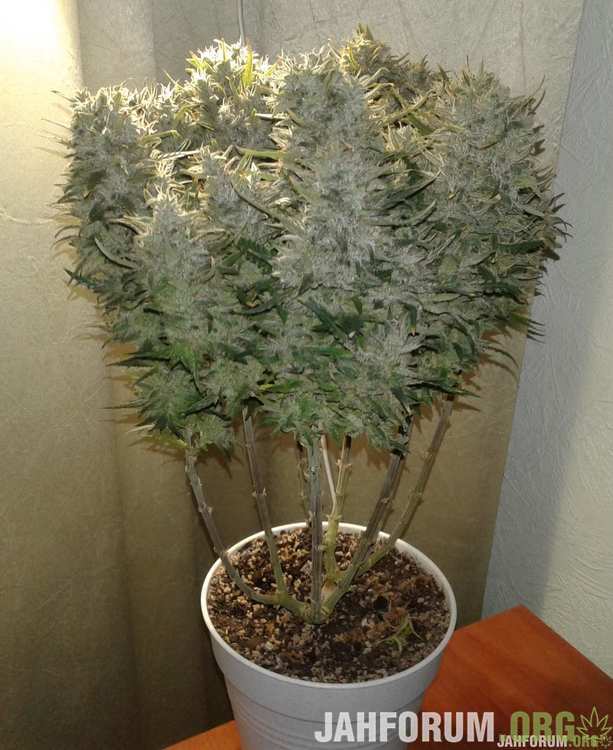 20.Osvald-kama-kush-cbd-cannabia-seeds.jpg