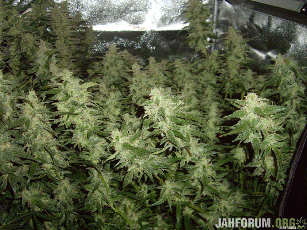 21.eldiavlo-blue-diesel-af-jago-seeds.jpg