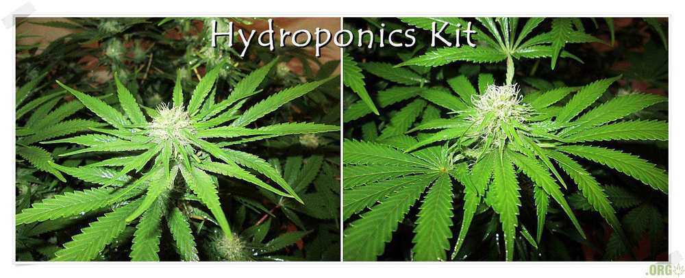 Hydroponics Kit.JPG