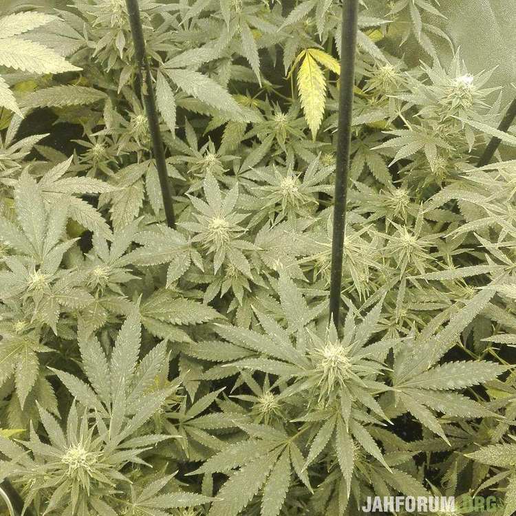 869654_clones-the-world-of-seeds_xl.jpg