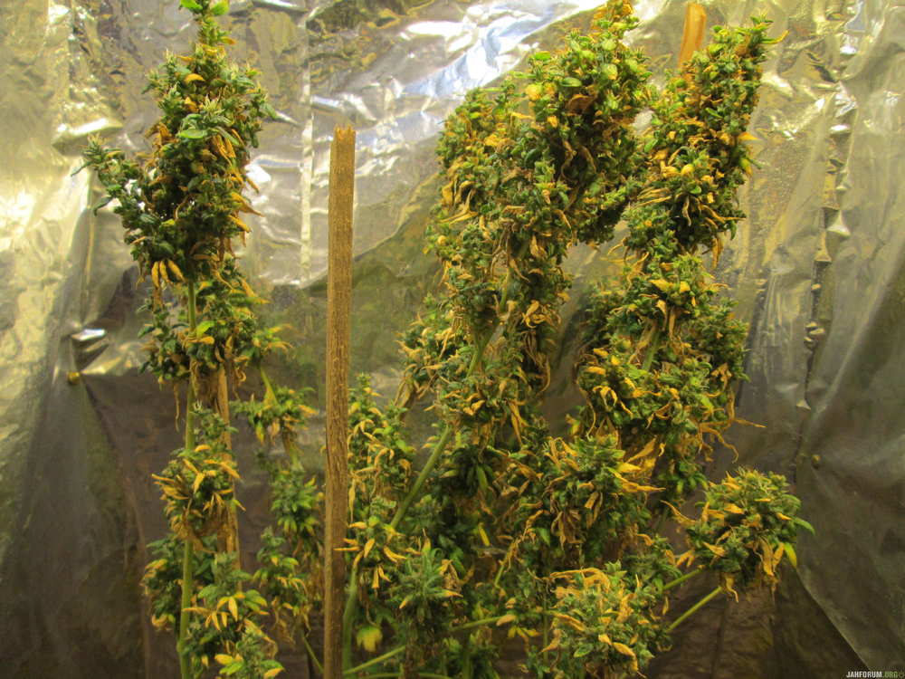 G13.JPG