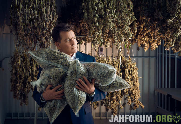 charlie-sheen-cannabis-buds.jpg