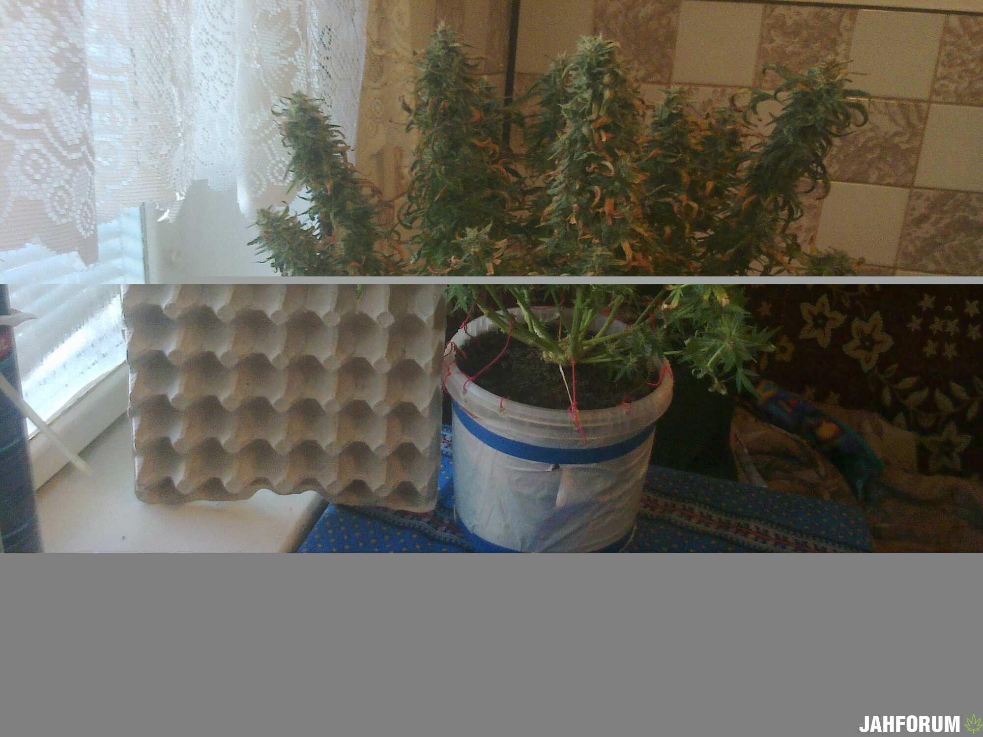 Auto WW Fem.(от GOODMASTER-а)