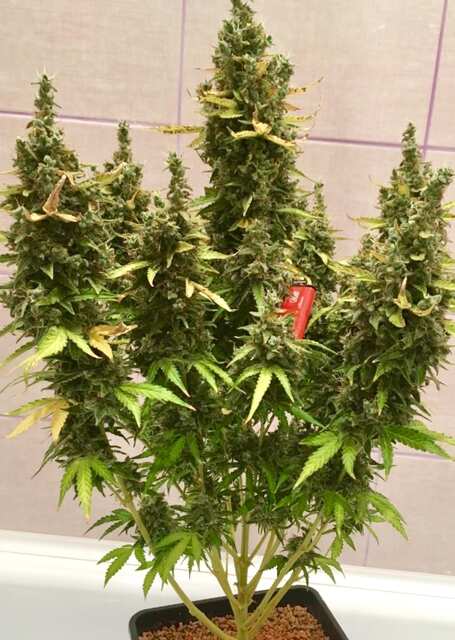 Auto Kingston/Jamaican flower seeds (JFS)