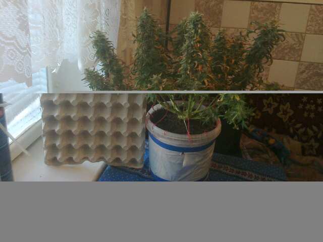 Auto WW XXXL Fem.(от GOODMASTER-а)