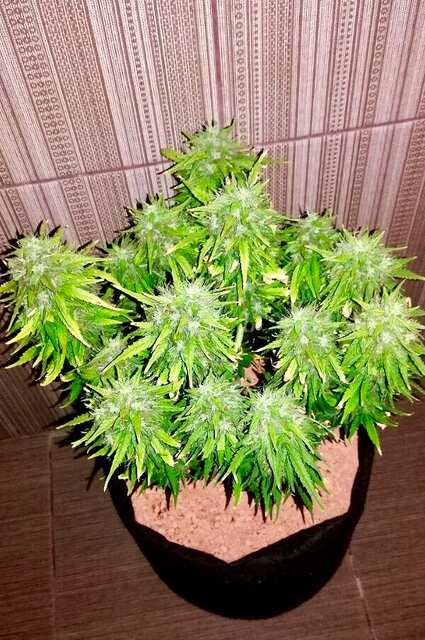 Auto Kingston/Jamaican flower seeds (JFS)