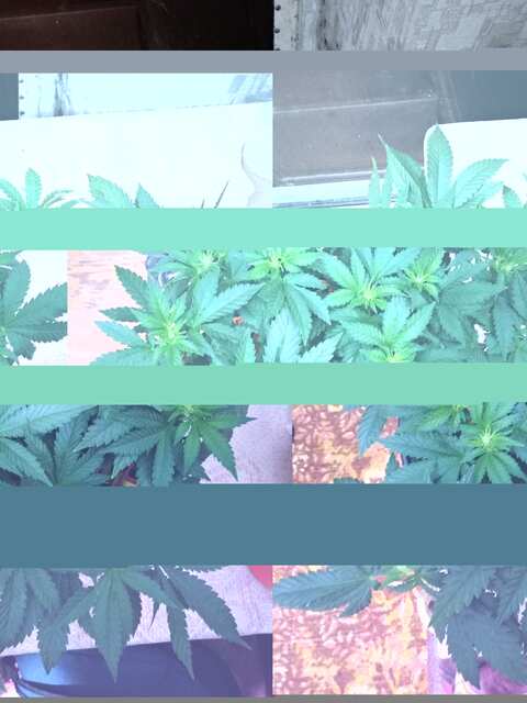 White Widow фото фем от Victory seeds