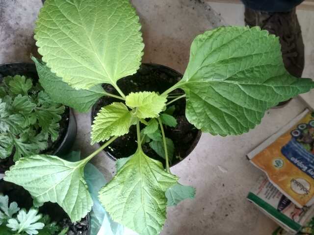 Leonotis leonurus
