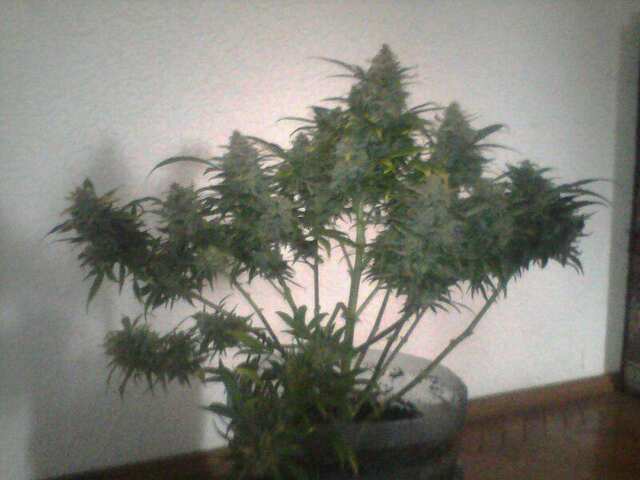 auto big bud