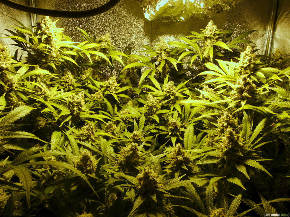 1720355311_jack-herer-auto-fem-riseweed-forum2.thumb.jpg.ef880a051d40ec7ecd14bf75d039b1e2.jpg