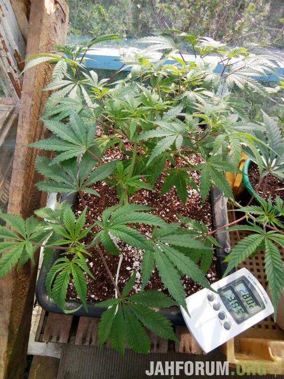 Afghan Hash Plant.jpeg