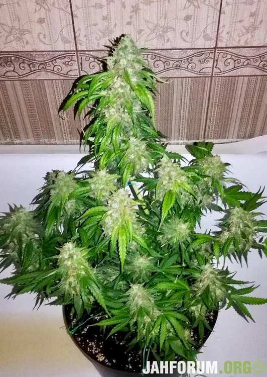 25.auto-Kingston-fem-jamaican-flower-seeds-jfs-by-rudic.jpeg