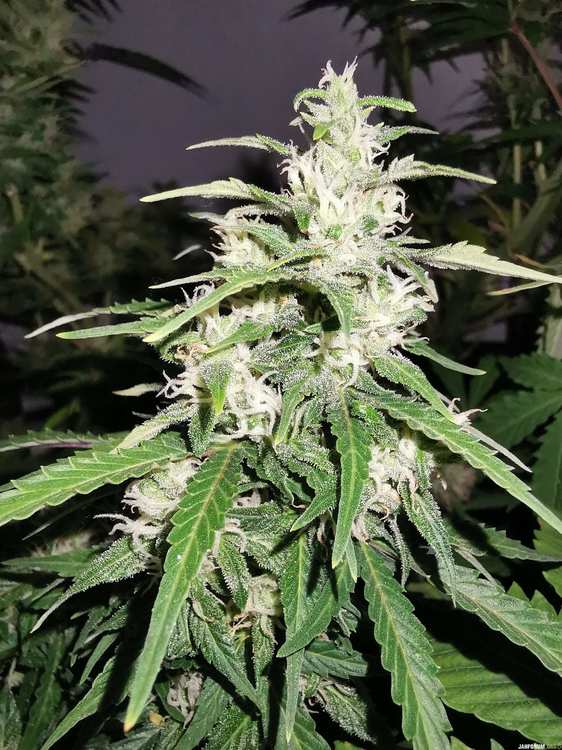 27.big-devil-auto-fem-by-Bho.jpg