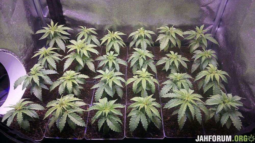 39.auto-astarfa-fem-mudro-seeds-mozilla777.jpg