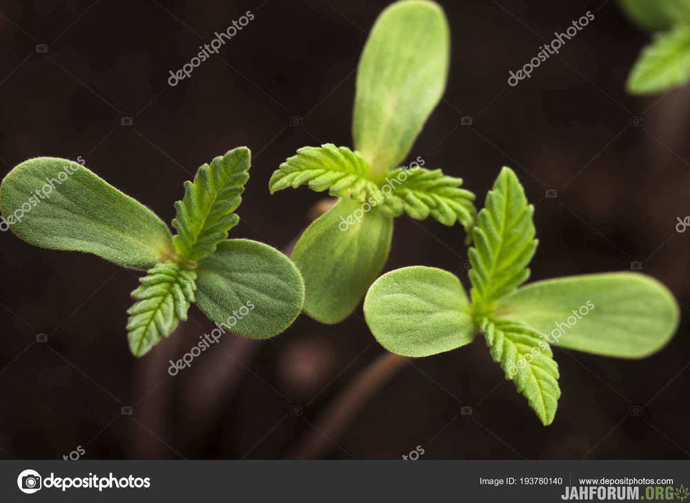 depositphotos_193780140-stock-photo-sprout-hemp-cannabis-marihuana.jpg